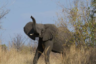 Kenya savanındaki fil