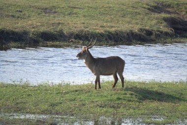 Ormanda bir geyiğin yakın çekimi.