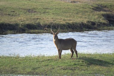 Vahşi doğada vahşi bir geyik