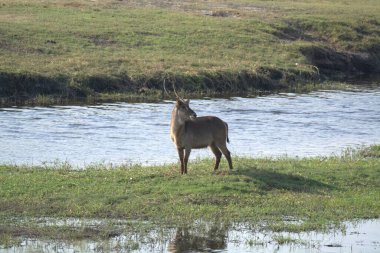 Ormandaki vahşi geyik