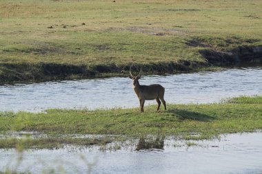 Vahşi doğada geyik
