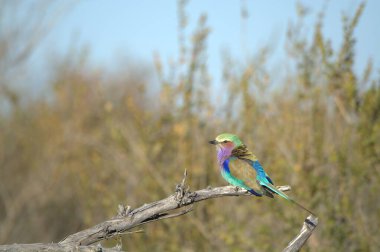 Güney Amerika Kemermerops 'un renkleri - kemermeraster. Güney Afrika 'da kuş türü olarak bilinir.