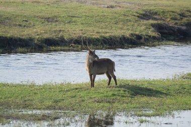 Ormandaki güzel bir geyik resmi.