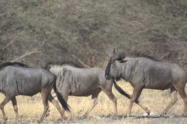 Savanadaki bir grup vahşi hayvan.