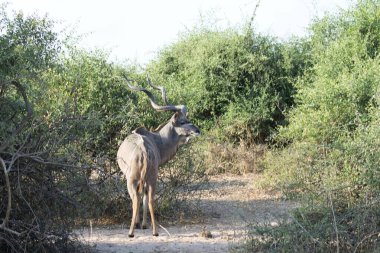 Kenya 'da büyük bir geyik