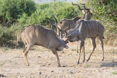 Afrika antilopları Afrika 'da