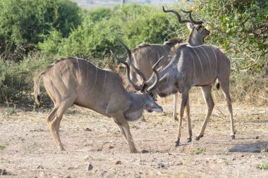 Savanadaki bir grup zebranın yakın çekim görüntüsü.
