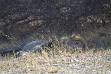 Parkta çimlerin üzerinde uzanan güzel bir kedinin yakın plan çekimi.