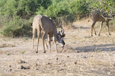 Kukuor kukukuis ya da kkuis ya da diğer adıyla Kuhyahy familyasının bir türü.