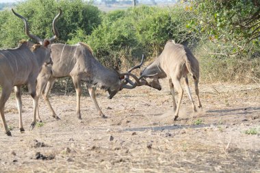 Savanadaki bir grup kudu opes.
