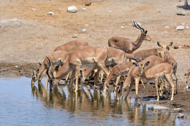 Suda bir koyun sürüsü