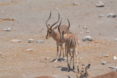 Afrika bozkırlarının antilopları.