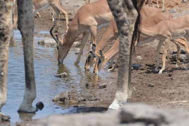 Sudaki genç bir geyiğin yakın çekimi.