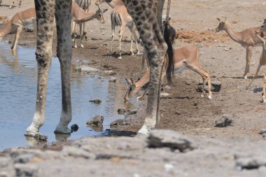 Etoşa Ulusal Park Namibya, Afrika 'da zürafa (zürafa camelopardalis) görüldü