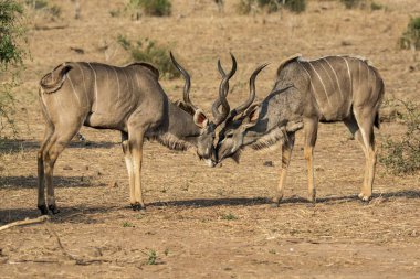 Erkek ve dişi antiloplar yazın parkta