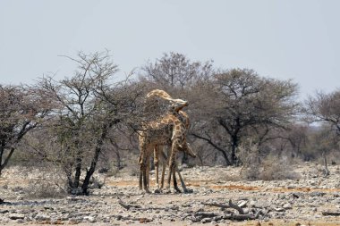 Etoşa namibya 'da zürafa