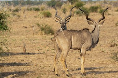 Afrika 'nın bozkırında büyük bir kadu.
