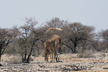 Afrika 'nın Kruger parkında Afrika zürafası