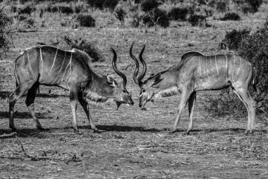 Afrika bozkırlarındaki vahşi Afrika antilopları.