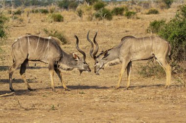 Bir geyik sürüsü bozkırda otluyor.