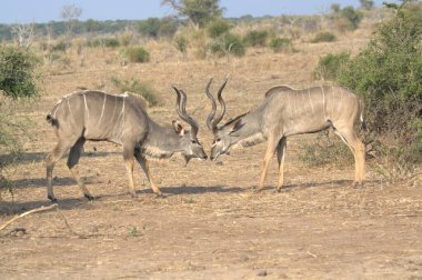 Afrika bozkırlarında bir çift zebra.