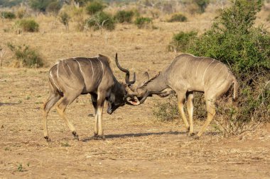 Afrika Boğası - Ceros Ceros - Güney Afrika