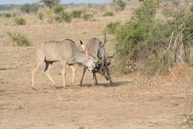 Botsvana, Afrika 'da vahşi bir kukudu.