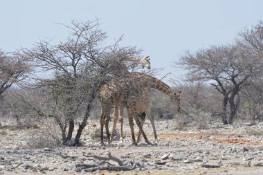 Afrika 'daki zürafa