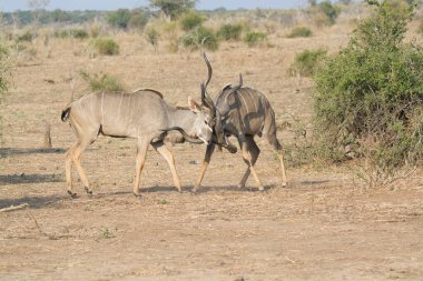 Savanadaki vahşi geyik sürüsü.