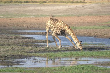 Bir zürafa su birikintisinde içiyor.