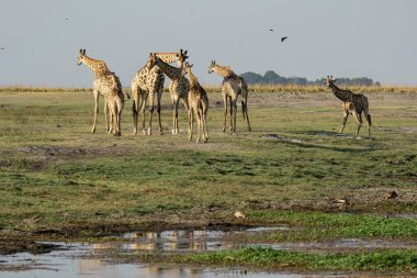 Afrika Vahşi Yaşam Hayvanları Güney Afrika 'daki Kruger Ulusal Parkı' ndaki doğal yaşam alanında.