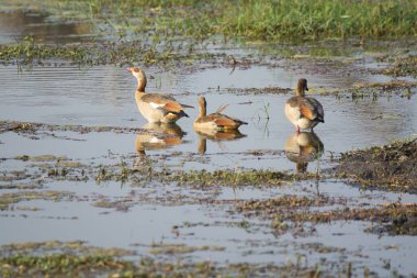 Gölde bir grup ördek