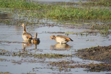 Sudaki vahşi ördekler