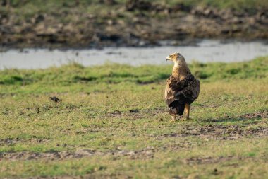 Altın kartal ağaç dalında