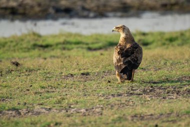 Çimlerin üzerinde duran bir altın kartalın yakın plan çekimi.