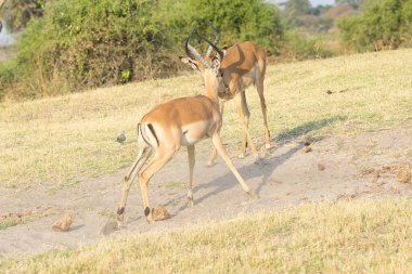 Botswana 'nın güneyindeki Kruger parkında bir kadınla dişi bir Impala..