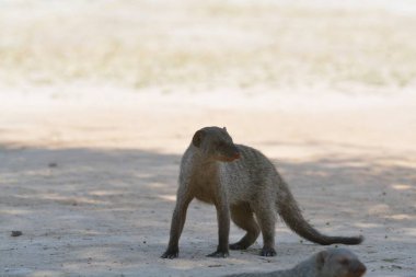 Vahşi Afrika aslan köpeği (panthera leo )
