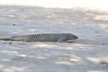 O, karnı gurultulu, katmerli bir ateştir. )