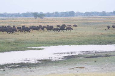Kenya bozkırında bir grup fil