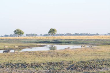 Kırsaldaki tarlada otlayan inek sürüsü.