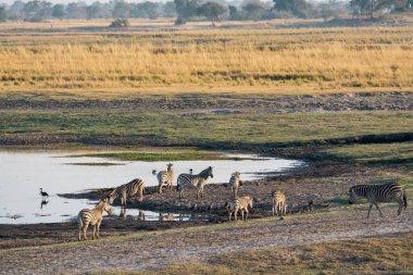 Bir grup zebra bozkırda