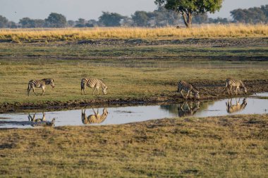 Kenya savanındaki su birikintisinin suyunda fil sürüsü.
