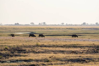 Kenya, Afrika 'daki Amboseli Ulusal Parkı' ndaki filler
