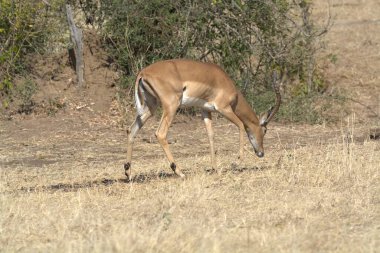 Vahşi doğada geyik