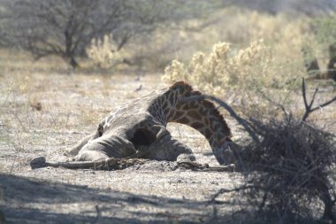 Vahşi doğada zürafa, Güney Afrika