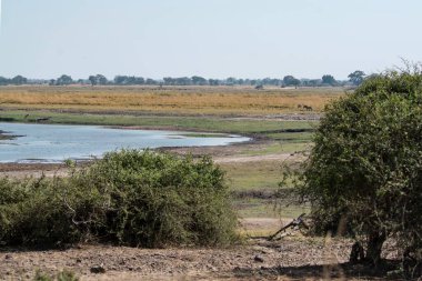 Kenya savanındaki nehir.