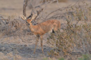 Güney Afrika 'daki Kruger Ulusal Parkı' nda kırmızı-sırt impala (ampepampus melampus); Specie ampampe ampo