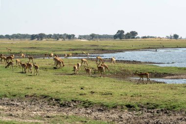 Afrika bozkırında vahşi geyikler