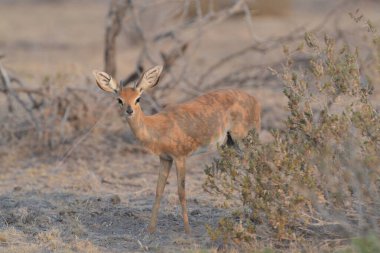 kırmızı - sırt impala (epyceros ampus melampus )