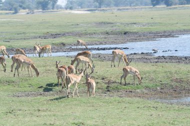 Savanada otlayan bir inek sürüsü